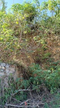 枝葉與陽(yáng)光