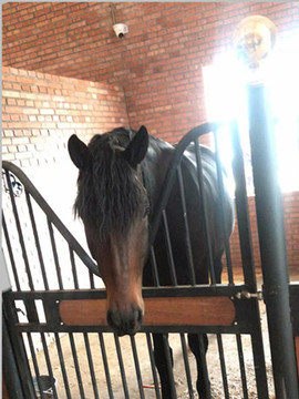 馬