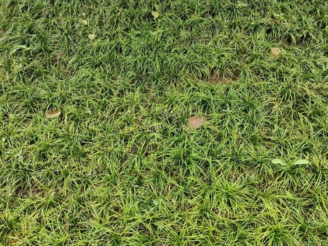 綠草地