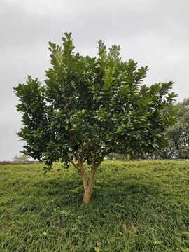 柚子樹(shù)