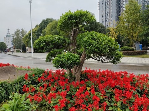 景觀樹