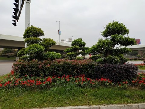 羅漢松