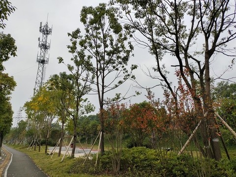 景觀樹