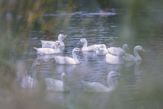 青城公園天鵝