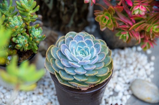 藍(lán)色驚喜