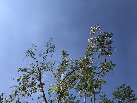 陽(yáng)光綠葉