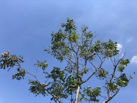 綠樹