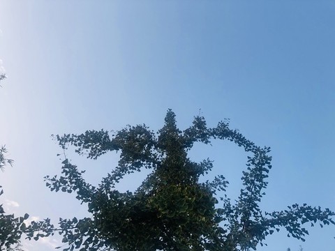 綠樹素材