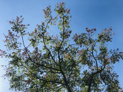 枝繁葉茂