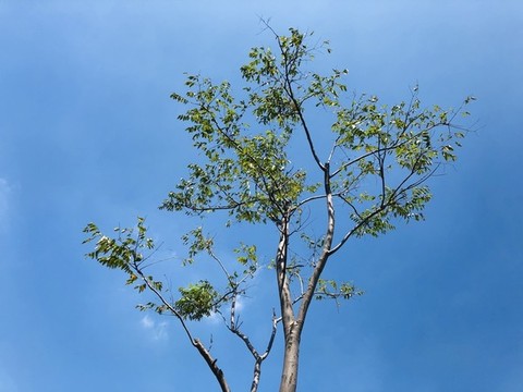 綠葉天空