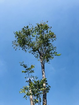 綠葉天空