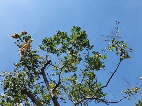 樹