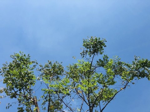 綠樹素材