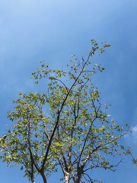枝繁葉茂