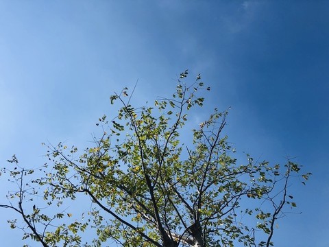 綠樹(shù)背景