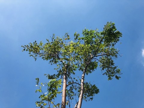 藍天綠樹背景