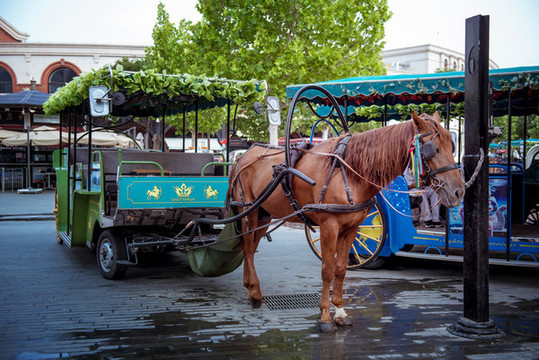 天津五大道觀光馬車