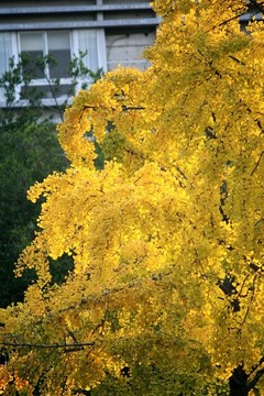 銀杏樹