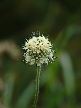 川續(xù)斷的球形頭狀花序