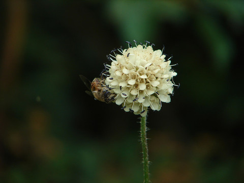 川續(xù)斷的球形頭狀花序