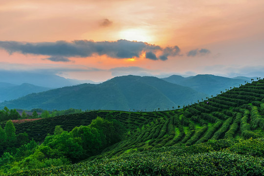 茶