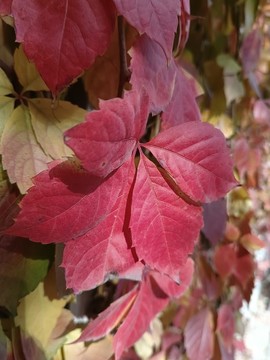 秋天紅葉