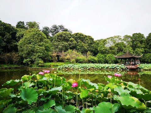 荷花池