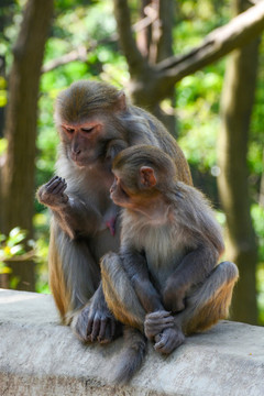 貴陽(yáng)黔靈山公園的野獼猴