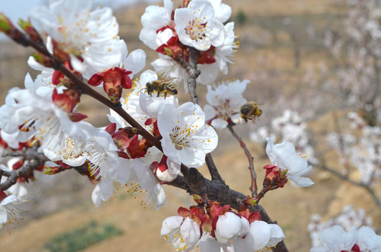 蜜蜂櫻桃花叢中采蜜