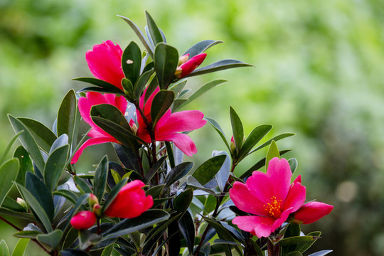 山茶花