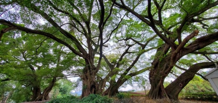 大樹