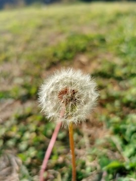 蒲公英