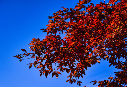 本溪老邊溝紅葉