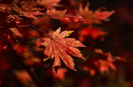 紅葉