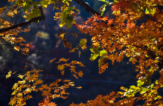 紅葉