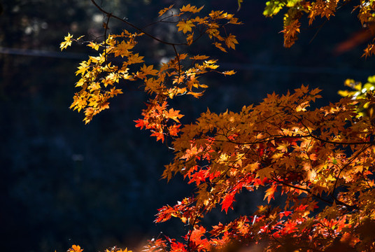 紅葉