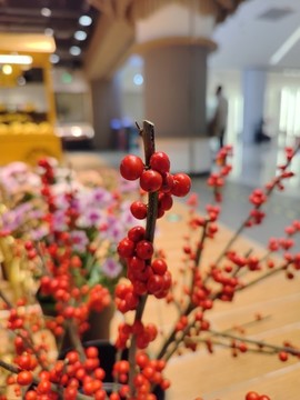 相思豆花卉