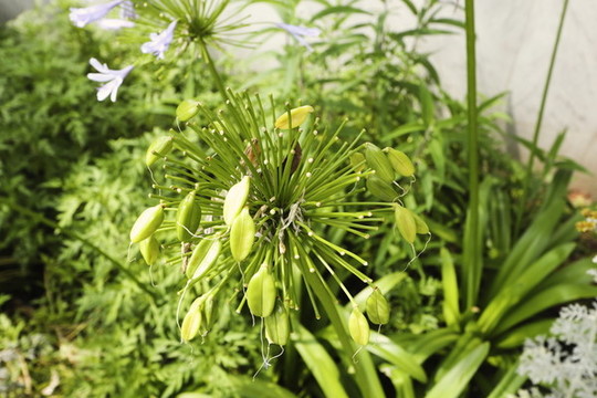百子蓮
