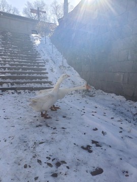 大白鵝
