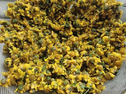 野菊花