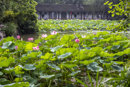 茶亭公園荷花池