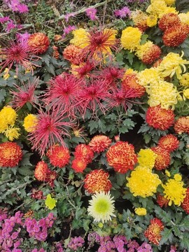 菊花