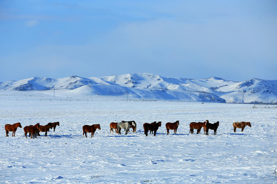 雪原牧場馬群