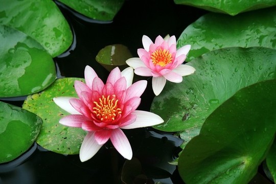 睡蓮