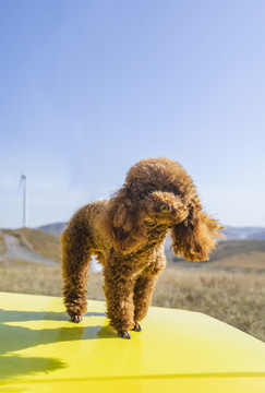 戶外玩耍的泰迪犬