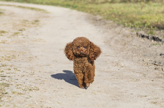 戶外玩耍的泰迪犬