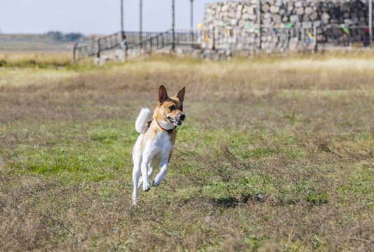 戶外玩耍的寵物犬