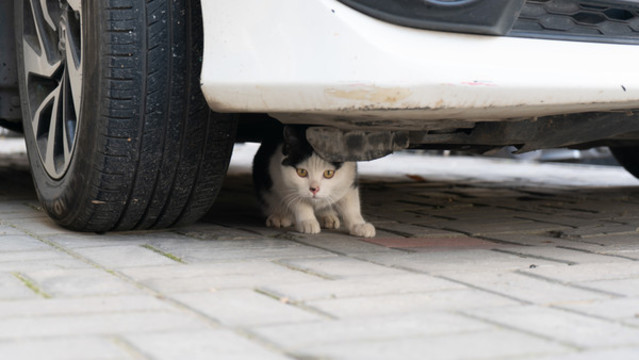 貓