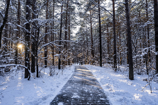 雪后的長春凈月潭森林公園風景