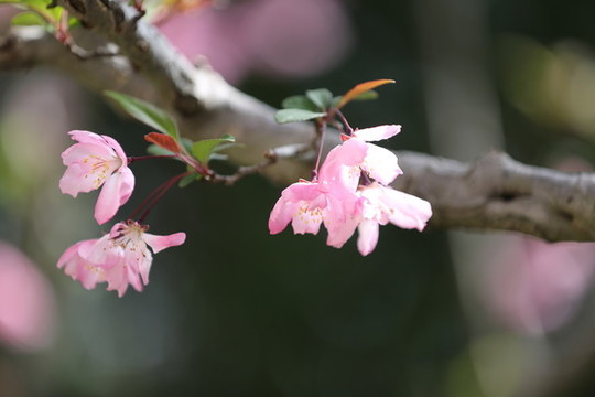 櫻花